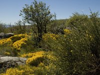 F, Lozere, Les Bondons 6, Saxifraga-Marijke Verhagen